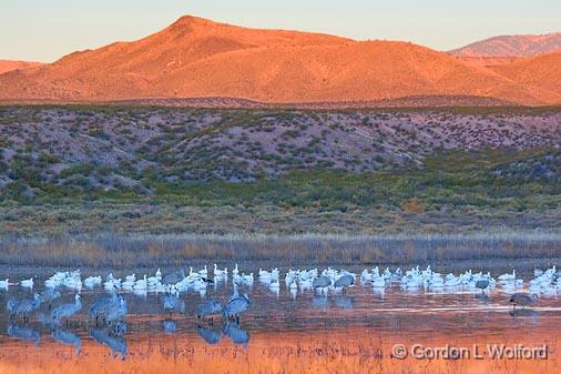 Bosque del Apache_73769.jpg - Snow Geese (Chen caerulescens) and Sandhill Cranes (Grus canadensis) still in their nightly roosting pond as the sun rises. Photographed in the Bosque del Apache National Wildlife Refuge near San Antonio, New Mexico USA.